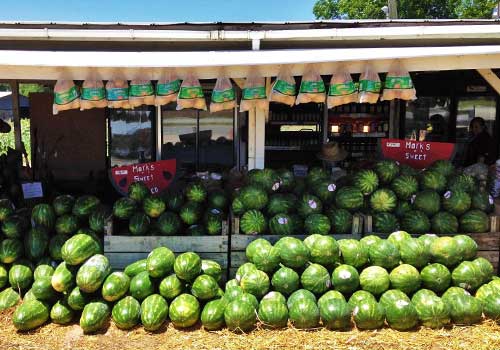 Here's what Mark's Melon Patch loves the most! Beautiful, sweet watermelon! We also have pumpkins, nuts, and locally grown produce and more at Mark's Melon Patch near Albany Georgia.